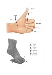 English worksheet: Human Body - Pictionary (3/4)