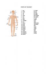 English worksheet: The parts of the body