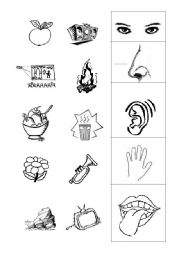 English Worksheet: five senses