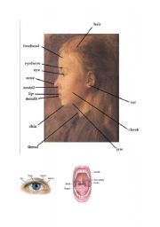 English Worksheet: Human Body - Pictionary (2/4)
