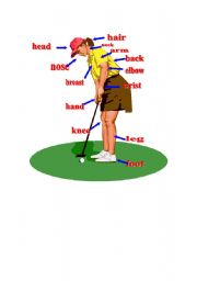 English Worksheet: Body Parts Vocabulary