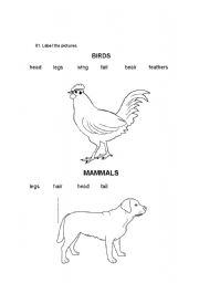 English worksheet: animal body parts