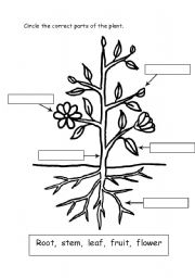 Parts of a plant worksheets