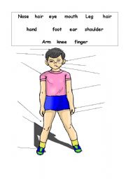 English Worksheet: parts of the body