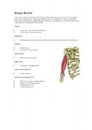 English worksheet: Bicep Brachii