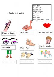 English Worksheet: singlur or plurals