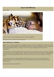 tigers cuddle with apes