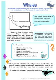 English Worksheet: Whales