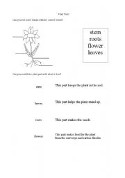 English Worksheet: Parts of a Plant