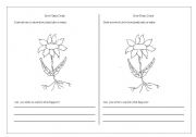 English Worksheet: How do plants drink?