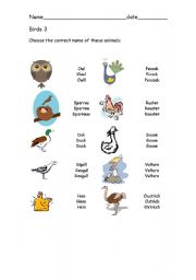 English Worksheet: Birds 3