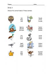 English worksheet: Birds 3