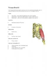 English Worksheet: Tricep Brachii