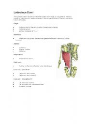 English Worksheet: Latissimus Dorsi