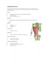 English worksheet: Latissimus Dorsi