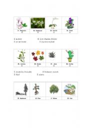 English worksheet: The Language of Flowers (2)