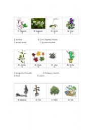 English Worksheet: The Language of Flowers (2)