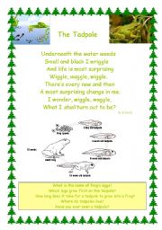 English Worksheet: The Tadpole