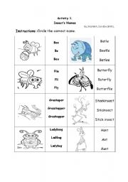 English Worksheet: Insects names