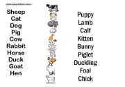 English worksheet: ANIMALS AND BABY ANIMALS