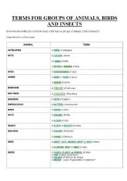 English worksheet: Terms for groups of animals, birds and insects