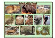 English Worksheet: Pictionary: Animals of the Forest