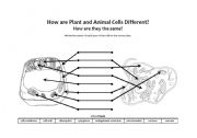 English Worksheet: How are Plant and Animal Cells Different?
