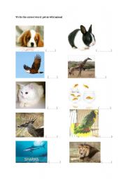 English worksheet: wild animals and pets