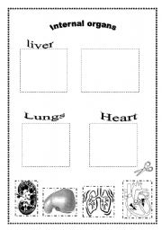 English Worksheet: Internal organs