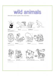 English Worksheet: Wild animals