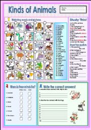 English Worksheet: Kinds of animals