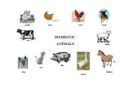 English Worksheet: Domestic animals