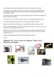 English Worksheet: what animal am I?