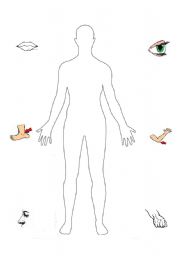 English Worksheet: Advanced Body Parts Vocab Activity