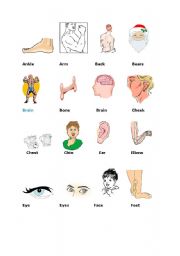 English worksheet: body