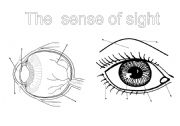 The senses (1): the sight