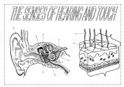 The senses (2): hearing and touch