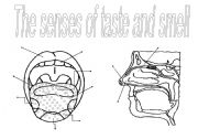 English Worksheet: The senses (3): taste and smell