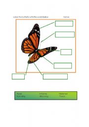 English Worksheet: butterfly