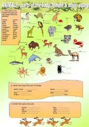 English Worksheet: ANIMALS - parts of the body, name of female & male, young