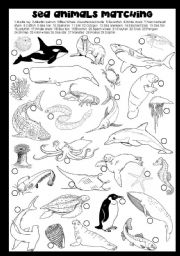 English Worksheet: SEA ANIMALS MATCHING 
