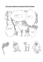 English worksheet: Rain forest animals