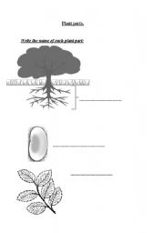 English worksheet: plant parts