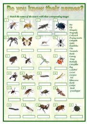 English Worksheet: Insects matching
