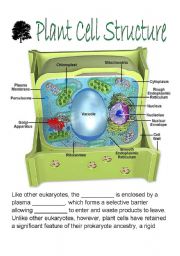 English Worksheet: Plant Cell Structure