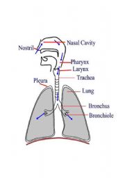 English worksheet: respiratory system