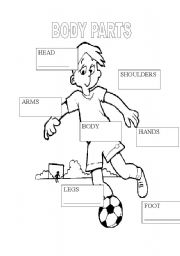 English Worksheet: PICTURE DICTIONARY BODY