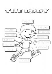 English Worksheet: The body