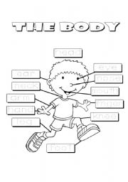 The body