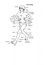 English Worksheet: body parts